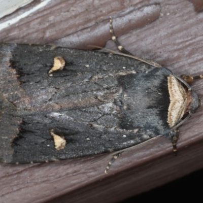 Proteuxoa cinereicollis (A noctuid or owlet moth) at Lilli Pilli, NSW - 31 Mar 2020 by jb2602