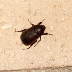 Melolonthinae sp. (subfamily) (Cockchafer) at Higgins, ACT - 3 Jan 2019 by AlisonMilton