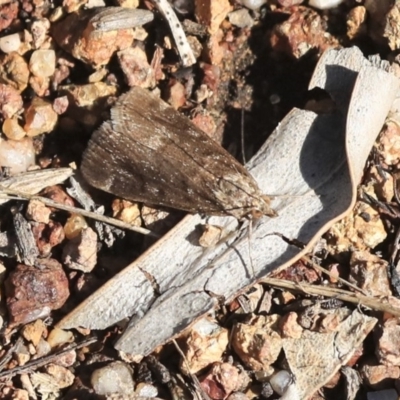 Achyra affinitalis (Cotton Web Spinner) at Weetangera, ACT - 9 Mar 2020 by AlisonMilton