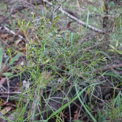 Senecio sp. (A Fireweed) at Red Hill, ACT - 4 Apr 2020 by JackyF