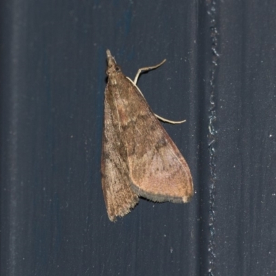 Achyra affinitalis (Cotton Web Spinner) at Higgins, ACT - 31 Mar 2020 by AlisonMilton