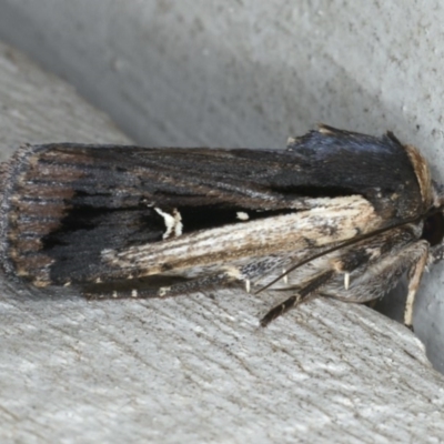 Proteuxoa tortisigna (Streaked Rictonis Moth) at Lilli Pilli, NSW - 31 Mar 2020 by jb2602