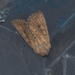 Dasygaster padockina (Tasmanian Cutworm) at Higgins, ACT - 30 Mar 2020 by AlisonMilton