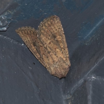 Dasygaster padockina (Tasmanian Cutworm) at Higgins, ACT - 30 Mar 2020 by AlisonMilton