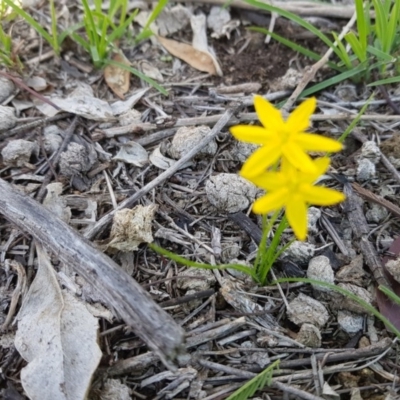 Hypoxis hygrometrica (Golden Weather-grass) at Watson, ACT - 15 Mar 2020 by MAX