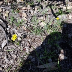 Hypoxis hygrometrica at Watson, ACT - 15 Mar 2020