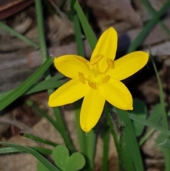 Hypoxis hygrometrica at Watson, ACT - 15 Mar 2020