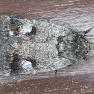 Thoracolopha flexirena (Zoned Noctuid) at Lilli Pilli, NSW - 31 Mar 2020 by jb2602