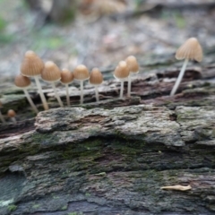 Mycena sp. ‘grey or grey-brown caps’ at Red Hill, ACT - 4 Apr 2020 by JackyF