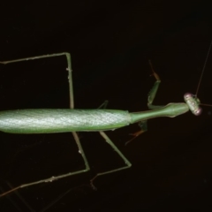 Pseudomantis albofimbriata (False garden mantis) at Lilli Pilli, NSW - 31 Mar 2020 by jbromilow50