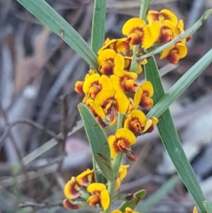 Daviesia leptophylla at Watson, ACT - 23 Oct 2019 06:34 PM