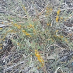 Daviesia leptophylla at Watson, ACT - 23 Oct 2019 06:34 PM