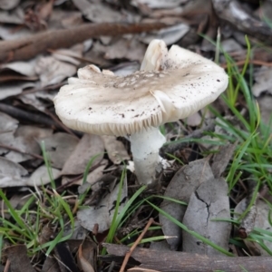 Amanita sp. at Deakin, ACT - 4 Apr 2020