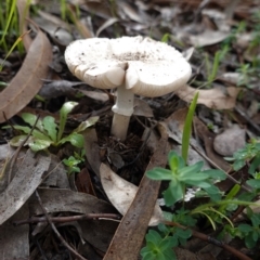 Amanita sp. at Deakin, ACT - 4 Apr 2020