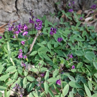 Glycine tabacina (Variable Glycine) at Red Hill, ACT - 4 Apr 2020 by JackyF