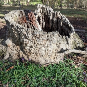 Glycine tabacina at Red Hill, ACT - 4 Apr 2020