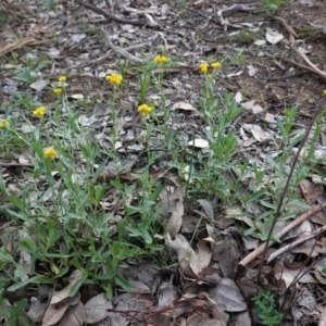 Chrysocephalum apiculatum at Deakin, ACT - 4 Apr 2020