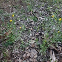 Chrysocephalum apiculatum at Deakin, ACT - 4 Apr 2020