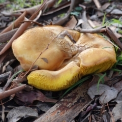 Phylloporus sp. (Phylloporus sp.) at Red Hill, ACT - 4 Apr 2020 by JackyF