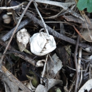 Geastrum sp. at Hughes, ACT - 4 Apr 2020