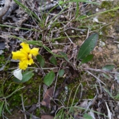 Goodenia hederacea subsp. hederacea (Ivy Goodenia, Forest Goodenia) at Carwoola, NSW - 3 Apr 2020 by Zoed