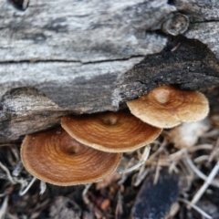 Lentinus arcularius (Fringed Polypore) at Hughes, ACT - 2 Apr 2020 by JackyF