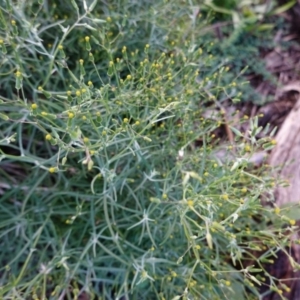 Senecio quadridentatus at Hughes, ACT - 2 Apr 2020 06:38 PM