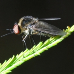 Geron sp. (genus) (Slender Bee Fly) at Bruce, ACT - 29 Mar 2020 by Harrisi