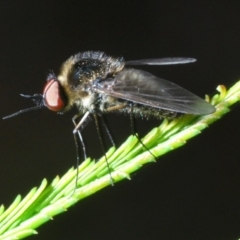 Geron sp. (genus) (Slender Bee Fly) at Bruce Ridge to Gossan Hill - 29 Mar 2020 by Harrisi