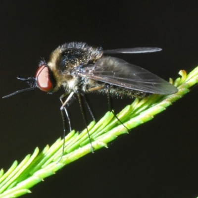 Geron sp. (genus) (Slender Bee Fly) at Bruce, ACT - 29 Mar 2020 by Harrisi