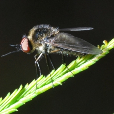 Geron sp. (genus) (Slender Bee Fly) at Bruce Ridge to Gossan Hill - 29 Mar 2020 by Harrisi