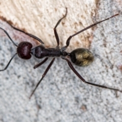 Camponotus suffusus (Golden-tailed sugar ant) at Bruce, ACT - 1 Apr 2020 by Bron