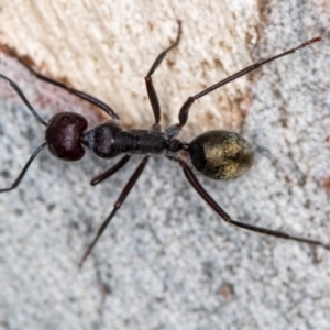 Camponotus suffusus at Bruce, ACT - 1 Apr 2020 03:07 AM