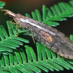 Oedosmylus tasmaniensis (Lacewing) at Bruce, ACT - 31 Mar 2020 by Harrisi