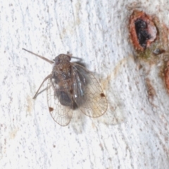 Gaetulia koebelei (Tropiduchid Planthopper) at Bruce, ACT - 29 Mar 2020 by Harrisi