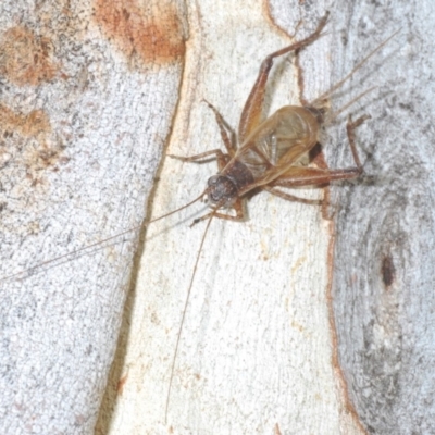 Eurepa marginipennis (Mottled bush cricket) at Bruce, ACT - 29 Mar 2020 by Harrisi