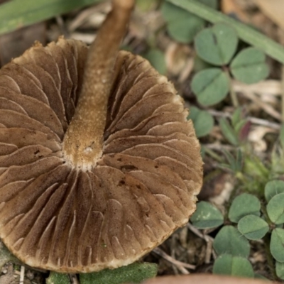 Unidentified Cap on a stem; gills below cap [mushrooms or mushroom-like] at Bruce, ACT - 1 Apr 2020 by Bron