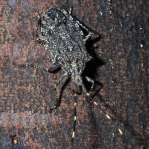 Alcaeus varicornis at Aranda, ACT - 1 Apr 2020