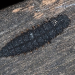 Lycidae sp. (family) (Net-winged beetle) at Melba, ACT - 1 Apr 2020 by Bron