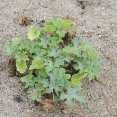 Citrullus amarus (Wild Melon, Camel Melon, Bitter Melon) at Paddys River, ACT - 29 Dec 2019 by MichaelBedingfield