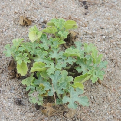Citrullus amarus (Wild Melon, Camel Melon, Bitter Melon) at Paddys River, ACT - 29 Dec 2019 by MichaelBedingfield