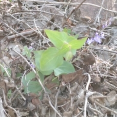 Veronica perfoliata (Digger's Speedwell) at Hackett, ACT - 18 Mar 2020 by MaartjeSevenster