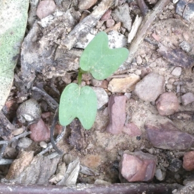 Convolvulus angustissimus subsp. angustissimus (Australian Bindweed) at MTR591 at Gundaroo - 2 Apr 2020 by MaartjeSevenster