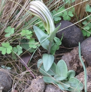 Diplodium truncatum at Gundaroo, NSW - suppressed