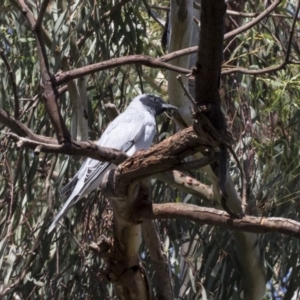 Coracina novaehollandiae at Hawker, ACT - 4 Apr 2020