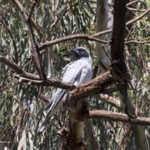 Coracina novaehollandiae at Hawker, ACT - 4 Apr 2020