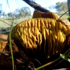 Phylloporus sp. (Phylloporus sp.) at Googong, NSW - 5 Apr 2020 by Wandiyali