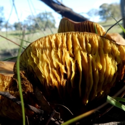 Phylloporus sp. (Phylloporus sp.) at Googong, NSW - 4 Apr 2020 by Wandiyali