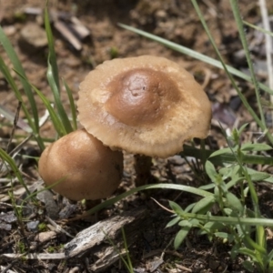 Marasmius oreades at Higgins, ACT - 4 Apr 2020