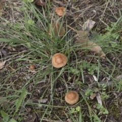 Marasmius oreades at Higgins, ACT - 4 Apr 2020